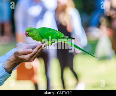 Collo ad anello India parrocchetto in Hyde park essendo alimentato a mano di volare intorno alla zona. Foto Stock