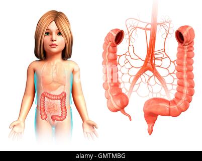 Illustrazione della alimentazione di sangue e di anatomia di parti di un bambino di intestino crasso. Foto Stock