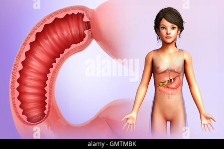 Illustrazione di una vista sezionata in parte del duodeno, la prima parte dell'intestino tenue. Foto Stock