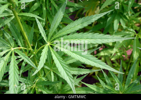 Sfondo di Cannabis macro close up Foto Stock