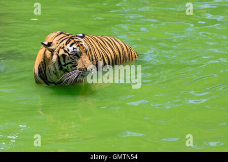 La tigre di Amur è flottante sull'acqua Foto Stock