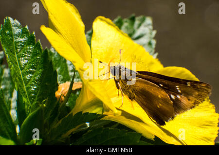 Closeup farfalla sul fiore (Comune tiger farfalla) Foto Stock