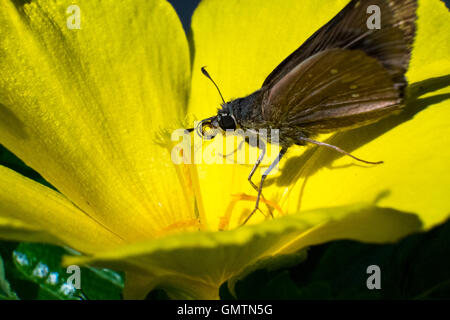 Closeup farfalla sul fiore (Comune tiger farfalla) Foto Stock