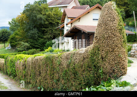 Struttura di scatola ( Buxus ) hedge danneggiato / defogliati / mangiato e coperto di nastro dalla struttura ad albero scatola di bruchi ( Cydalima perspectalis ) Foto Stock