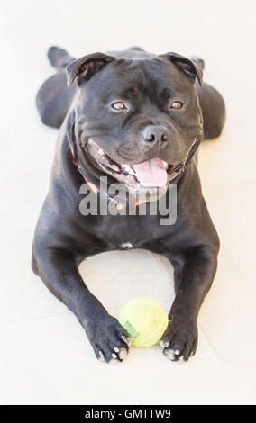 Sorridente Staffordshire bull terrier cane di razza bull, con una felice espressione, egli è un black brindle pedigree cane, tenendo una palla Foto Stock