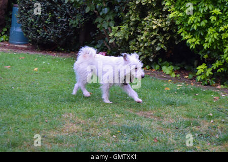 Piccolo, bianco, carino pedigree Parson Jack Russell Terrier acceso, lo sniffing e sbadigli in un giardino Inglese guardando interessati Foto Stock