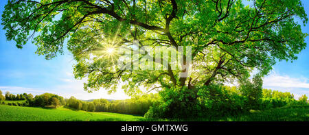 Il sole che splende attraverso una maestosa quercia verde albero su un prato con cielo blu chiaro in background, formato panorama Foto Stock