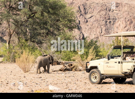 Veicolo di Safari nella parte anteriore del vitello di elefante - il deserto-adattato gli elefanti di Damaraland, Namibia Foto Stock