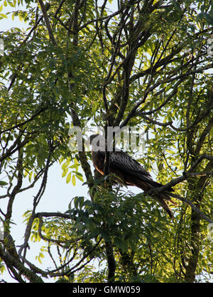 I capretti nibbio reale (Milvus milvus) appollaiato in un albero di cenere (Fraxinus excelsior) in serata pezzata sun Foto Stock