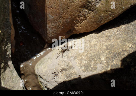 Femmina lupo maculato spider (Pardosa amentata) portante uovo sac e prendere il sole sulla pietra arenaria in corrispondenza del bordo di uno stagno Foto Stock