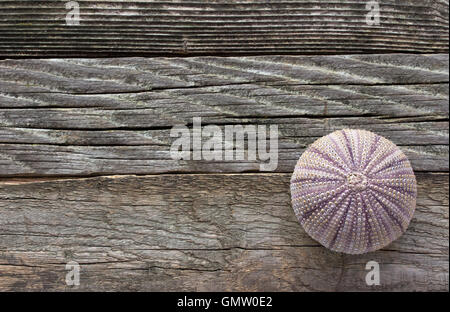 Ricci di mare scheletro sul vecchio sfondo di legno Foto Stock