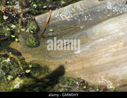 Stagno comune skater (Gerris lacustris) su un panno di roccia arenaria in un laghetto in giardino Foto Stock