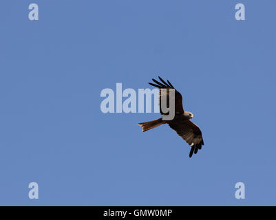 Nibbio reale (Milvus milvus) soaring in volo contro il cielo blu con il sole sulla testa e la parte anteriore del parafango, visto da sotto Foto Stock