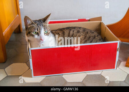 Tabby e white cat giacente all'interno di una scatola di cartone. Foto Stock