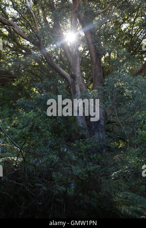 Il sole splende attraverso gli alberi su due Valley Trail accanto a Wolli Creek a Sydney, in Australia. Foto Stock