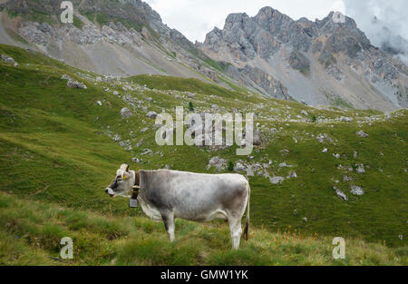 Le Dolomiti, Italia. Il pascolo di bestiame sul pascolo alpino in alto sopra il Passo San Pellegrino in estate, al di sotto della Cresta di Costabella Foto Stock