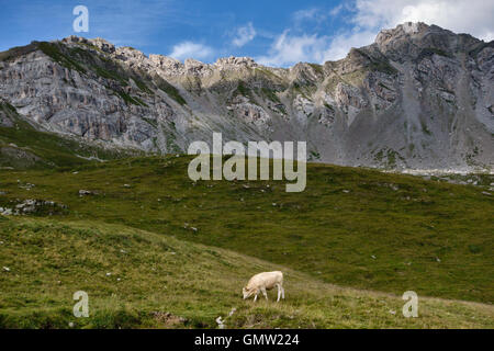 Le Dolomiti, Italia. Il pascolo di bestiame sul pascolo alpino in alto sopra il Passo San Pellegrino in estate, al di sotto della Cresta di Costabella Foto Stock