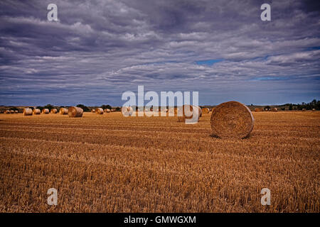 Round balle di fieno in stubbly campo oro sotto il cielo velato in una fattoria in Essex Foto Stock