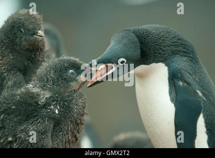 Adelie Penguin (Pygoscelis adeliae) alimentazione affamati pulcini, Paulet Island, Antartide Foto Stock