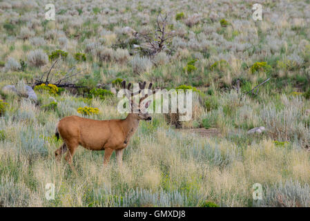 Mule Deer, buck in velluto (Odocoileus hemionus) Western America del Nord Foto Stock