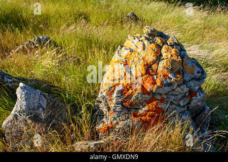 Moss pietra con lunga erba selvatica sulla montagna Foto Stock