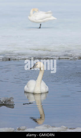 Trumpeter Swan (Cygnus buccinatore) Nuoto Il laghetto, America del Nord Foto Stock