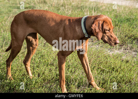 Un marrone weimaraner cane sul suo cammino. - Ein brauner weimaraner Foto Stock