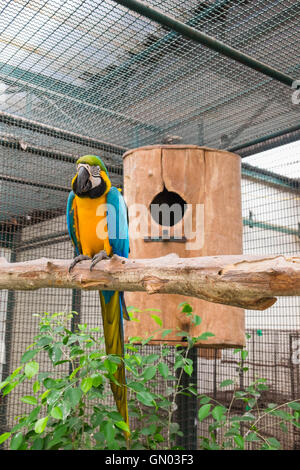 Blu-giallo macaw o blu e oro macaw seduta su albero di fronte al nido. Foto Stock