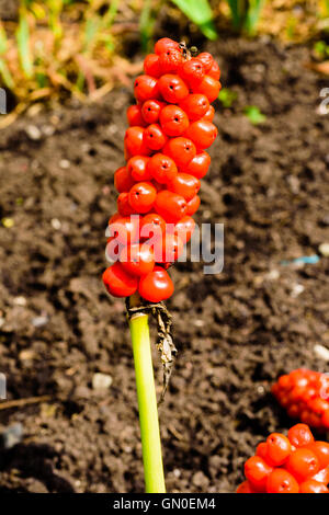 Bacche rosse dall'Arum maculatum. Essa ha molti nomi comuni come rocca, snakeshead, sommatori root, arum, wild arum, wake robin, f Foto Stock