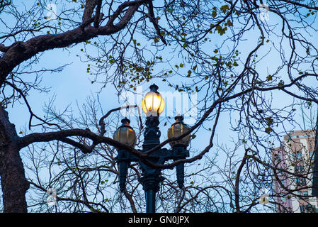 Lampada di illuminazione visibile attraverso alcuni rami di alberi Foto Stock