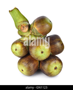 Palmyra palm (Toddy palm) isolati su sfondo bianco Foto Stock