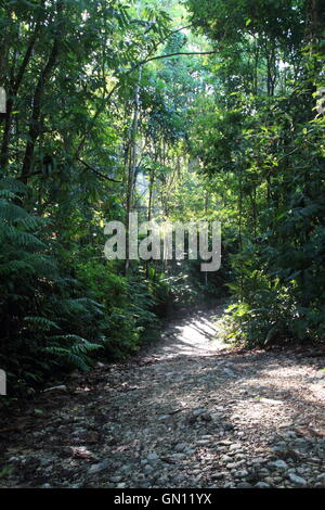 Un sentiero di ghiaia che corre attraverso il verde lussureggiante Costa Rica giungla con i raggi del sole che splende attraverso gli alberi sul sentiero. Foto Stock