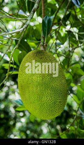 Jackfruit su albero Foto Stock