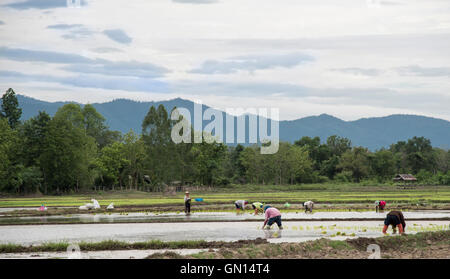 Thailandia coltivatori di riso piantagione del riso in risaie con acqua Foto Stock