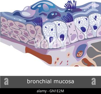 Mucosa bronchiale regime Illustrazione Vettoriale