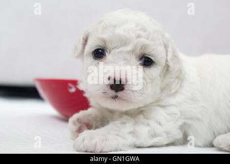 White bichon frise cucciolo con red bowl, sfondo bianco Foto Stock