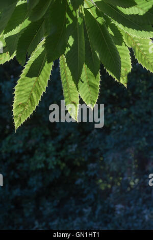 Foglie / foglie di castagno dolce - Castanea sativa - albero, retroilluminati da sole autunnale. Albero produce noci commestibili - castagne. Foto Stock