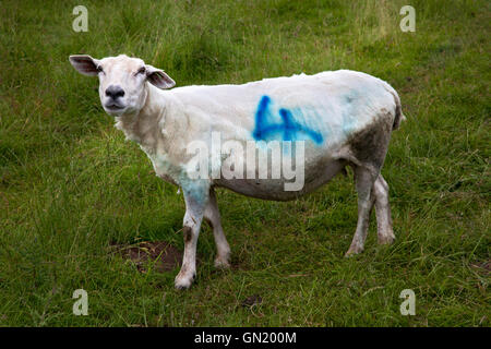 Pecore, Norfolk, Regno Unito Foto Stock