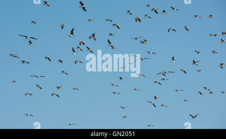 Grande gregge di bianco-eyed gull uccelli marini endemica del mar Rosso in bilico nel cielo sulla giornata di vento Foto Stock