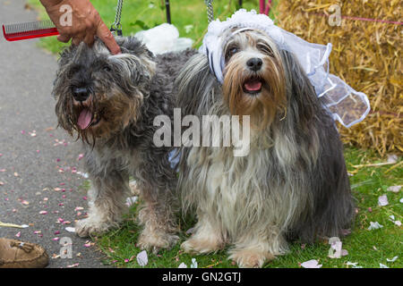 Wimborne, Dorset, Regno Unito 27 agosto 2016. Il ramo di olivo in Wimborne ospiterà per cane per cerimonie di nozze, come parte del suo dog show. Il 'coppia felice' cani sono invitati a indossare un velo e top hat, come "nozze voti' vengono lette da una persona vestita di un collare per cani. I quadrupedi "coppia" exchange ossequi del cane e proprietario presentati con un certificato di matrimonio. Un essere umano sarà damigella e un altro vestito come Olive il cane ad accogliere i visitatori. Le donazioni sono invitati a raccogliere fondi per la BHF. La felice coppia - Wag, uno schnauzer e Pele, un Lowchen. Credito: Carolyn Jenkins/Alamy Live News Foto Stock