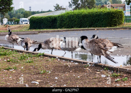 Northampton, Fatturazione Aquadrome, 28 agosto 2016. Un gruppo di Graylag e Oche del Canada con angolo ali è osservata in una zona dove le oche sono troppo nutriti del pane è una sindrome che colpisce principalmente le oche e anatre, in cui l'ultimo giunto di ala è ritorto con l'ala piume sottolineando lateralmente, invece di giacere contro il corpo, il che li rende in grado di volare. In questo gruppo di 13 oche 8 hanno un angolo di Ali. Credito: Keith J Smith./Alamy Live News Foto Stock
