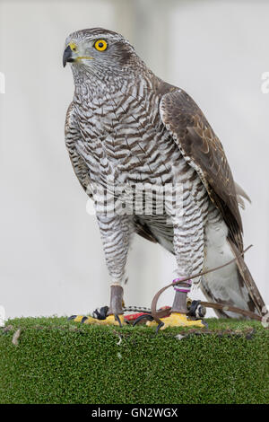 Earls Barton, Northamptonshire, 28 agosto 2016, Earls Barton Rally e Paese Fayre, bel tempo tutto il giorno dopo il lavaggio di stoviglie rosse. un astore. Accipiter gentilis nella zona di falconeria. Credito: Keith J Smith./Alamy Live News Foto Stock