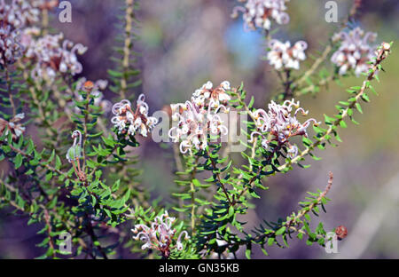 Grevillea buxifolia (Gray Spider flower o box-lasciava Grevillea) nel Royal National Park, New South Wales, Australia Foto Stock