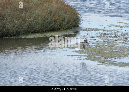 Un Redshank (Tringa totanus) appena circa a terra sull'acqua Foto Stock