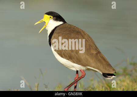 Una mascherata Pavoncella chiama. Foto Stock