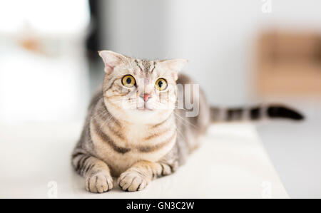 Gatto grigio cercando nel soggiorno Foto Stock