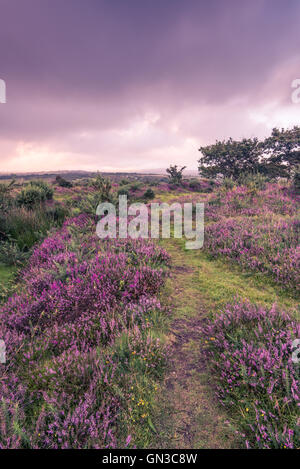 Heather fioritura a inizio autunno in Dartmoor Park Foto Stock