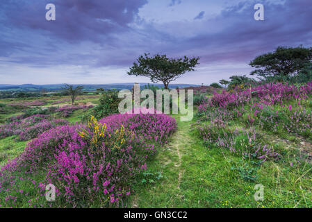 Wild heather che fiorisce in brughiera a inizio autunno Foto Stock