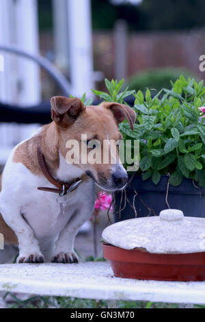 Curioso Jack Russell Foto Stock