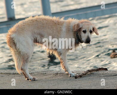 Il Labrador retriever guardando un pezzo di log Foto Stock